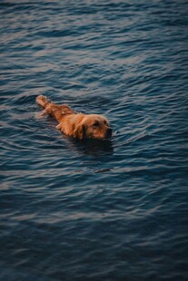 金毛犬在水中畅游