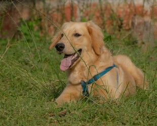 草地上的可爱金毛犬