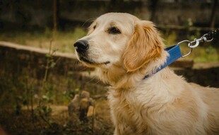 拴着牵引绳的可爱金毛犬