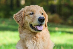 阳光下的金毛犬