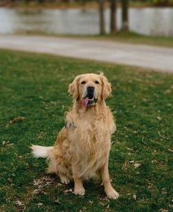 草地上的金毛犬