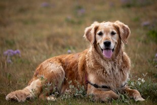 金毛犬悠闲趴卧在草地