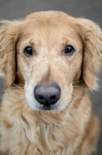 可爱金毛犬的特写