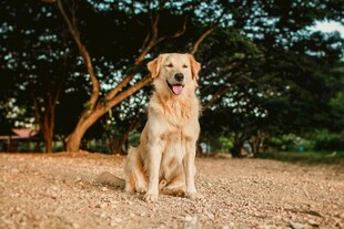 阳光下的金毛犬