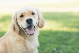 阳光下微笑的金毛犬