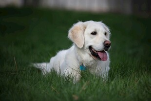 草地上的可爱金毛幼犬