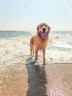 海边的快乐金毛犬