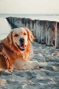沙滩上的快乐金毛犬