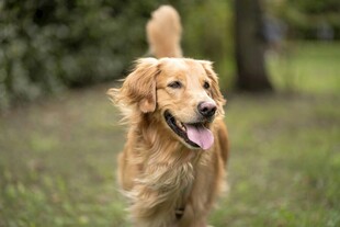 奔跑的金毛犬