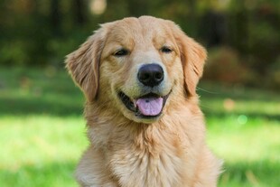 阳光下的可爱金毛犬