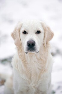 雪地中的可爱金毛犬