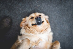 仰头微笑的可爱金毛犬