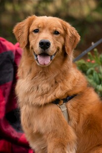 微笑的金毛犬