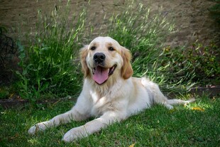 金毛犬惬意躺卧在草地上