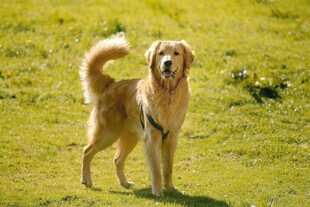 阳光下的金毛犬