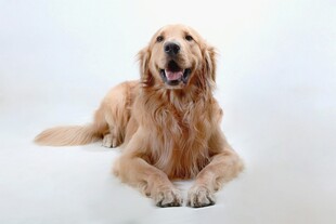 趴着的金毛犬