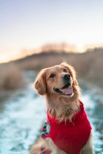 穿红衣的快乐金毛犬
