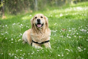 草地上的金毛犬