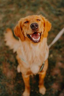可爱金毛犬张嘴露笑