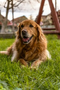 金毛犬惬意躺于绿草地上