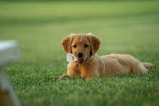 草地上的可爱金毛幼犬