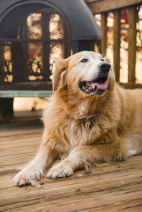 阳光下惬意的金毛犬