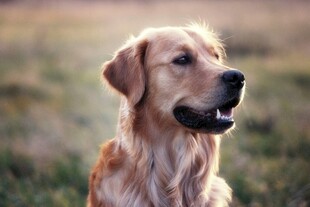 阳光下的金毛犬