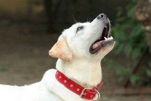 仰头的可爱拉布拉多犬
