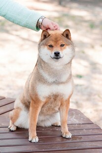 抚摸中的可爱柴犬