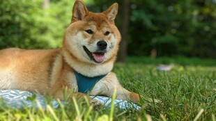 草地上惬意的柴犬