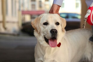 拉布拉多犬被人温柔牵着