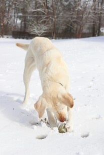 雪地中觅食的黄色拉布拉多