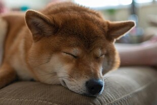 熟睡的柴犬