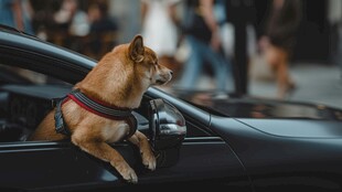 小狗探身车窗外超可爱