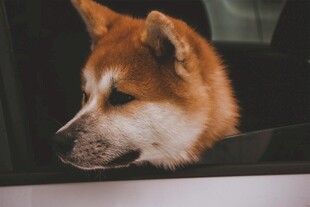 窗边的柴犬