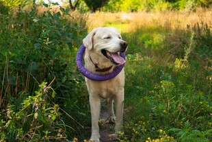 金毛犬叼着紫色圆环玩耍