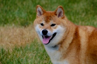 草地上微笑的柴犬