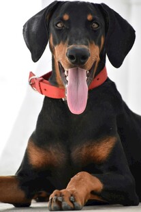 可爱杜宾犬吐舌卖萌