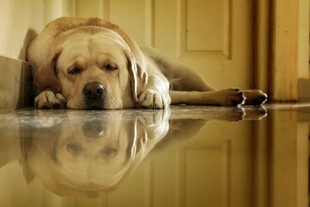 趴着的拉布拉多犬