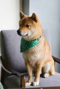 戴绿围巾的可爱柴犬
