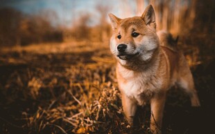 田野中的可爱柴犬