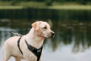 湖畔拉布拉多犬特写