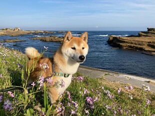 海边花丛中的可爱柴犬