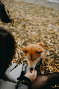 人与萌狐互动瞬间