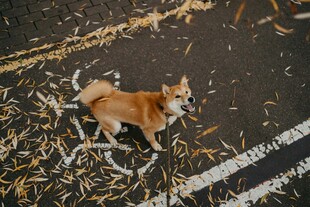 路边休憩的可爱柴犬