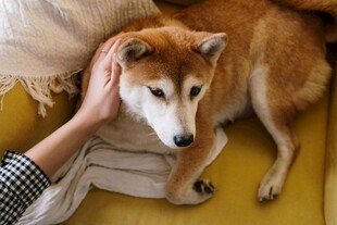 抚摸柴犬温馨陪伴瞬间