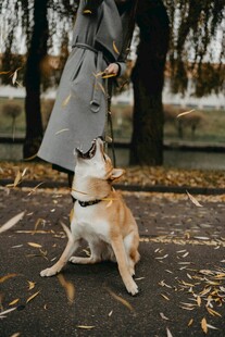 人与萌犬秋日互动瞬间