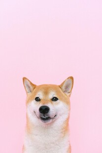 微笑柴犬粉色背景萌宠