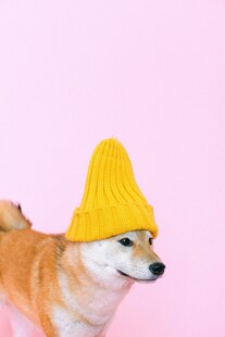 戴黄帽的可爱柴犬