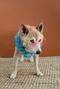 戴眼镜围巾的可爱柴犬